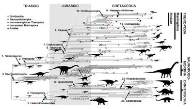 Dinozorlar Kuşlara Evrimleşirken Düzenli Olarak Küçüldüler!