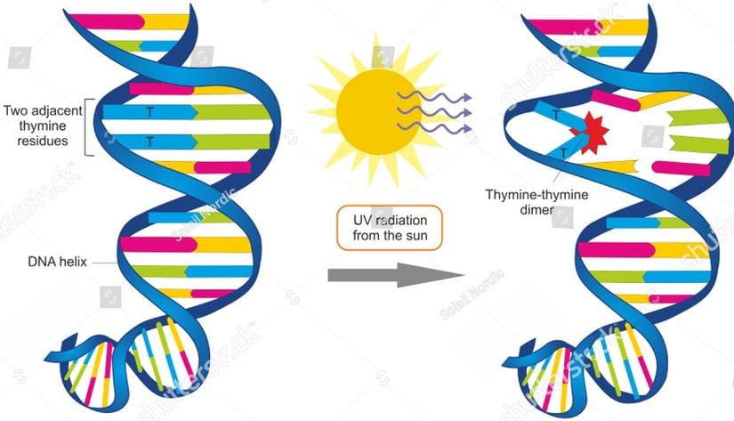 Güneş'ten gelen UV ışığının timin dimeri oluşturması