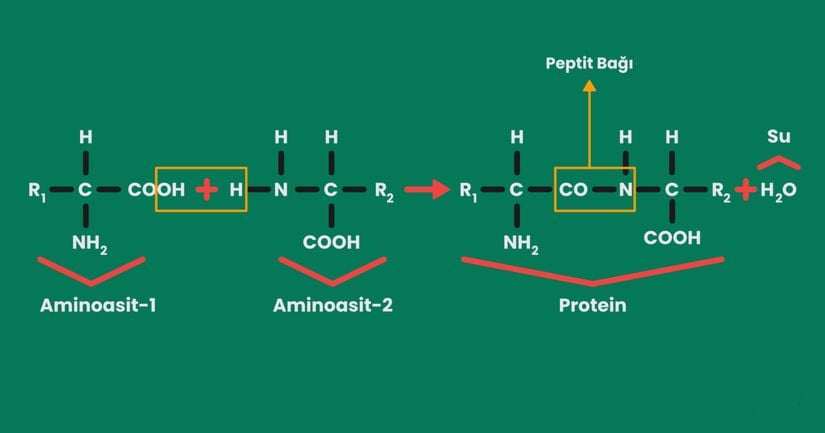 Amino asitlerin birleşmesi ve proteinlerin oluşumu