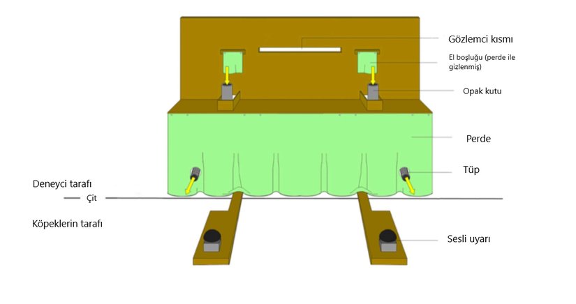 Aparatın köpeğin bakış açısından deneysel kurulumu. Resim, tabloyu, iki sesli uyarıcıyı ve hava kilidinden test kabinine giden ödüllendirici tüplere sahip opak kutuları göstermektedir