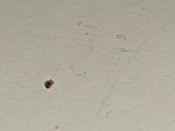 Bu böcek türü nedir, zararlı mıdır?