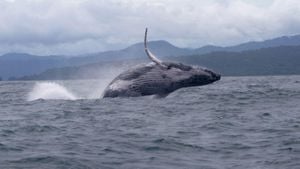 Humpback Whale Smashes Migration Record