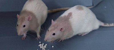 Ağrı Tedavisi ve Ghrelin