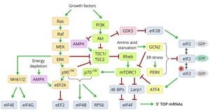 Starvation Resistance Enhanced By EFK-1 Kinase's Uncommon Mechanisms