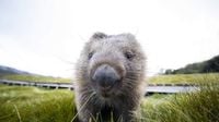 UPDATE: Wombat Woman Seems To Have No Remorse In Threat Text | Newsradio WTAM 1100 | Bloomdaddy