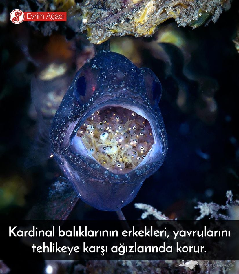 Kardinal Balıkları olarak bilinen Apogonidae ailesinden bir tür ve ağzında koruduğu yavruları...