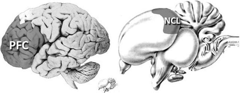 Prefrontal Korteks (PFC) ve Nidopalyum Kodolateral (NCL)