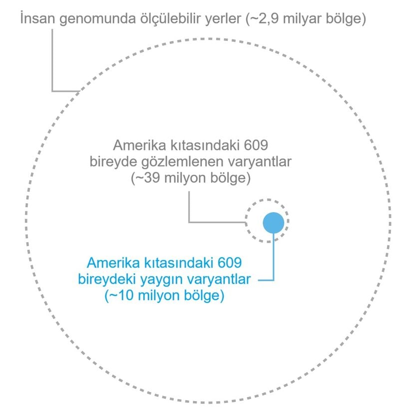 Amerika'daki yaygın varyantların insan genomuna kıyasla ölçeği. Her dairenin alanı, o kategorideki bölge sayısıyla orantılı olarak ölçeklendirilmiştir. Küçük mavi daire yaygın varyantların sayısına karşılık gelmektedir. Yaygınlık, örneklerin en az birinde %5'ten fazla minör alel frekansına sahip olarak tanımlanmaktadır.