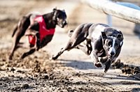 Welsh Government publishes draft legislation on greyhound racing ban