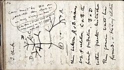 Evrim Ağacı Nedir? Nasıl Tasarlanır? Nasıl Okunur?