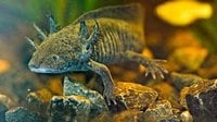 Scientists search for DNA of an endangered salamander in Mexico City’s canals - The Livingston Enterprise