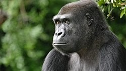 Maymun Meselesi: Maymun Nedir? İnsan Maymun mudur? Maymunlardan mı Gelir?