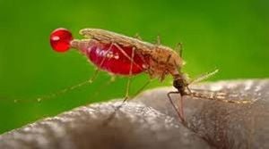 New Malaria Treatments Offer Hope Amid Rising Resistance