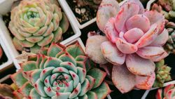 Zehirli Varlıkların ve Zehirleme Şekillerinin Arasındaki Fark Hakkında