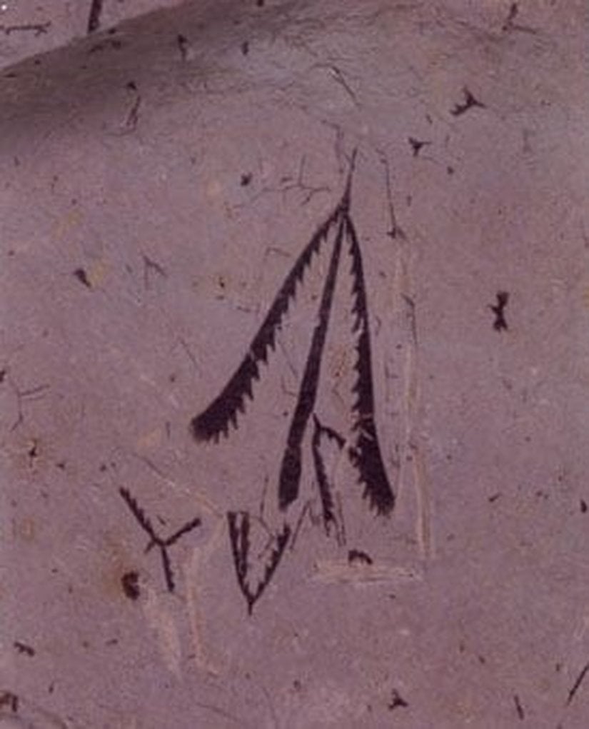 İnsan çizimini andıran, aslında sıradan fosiller olan graptolit fosillere bir örnek...