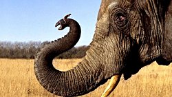 Filler Farelerden Korkar Mı?