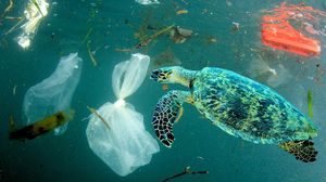 Urgent Call To Combat Microplastic Pollution