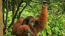 Sumatra Orangutanları et yer mi ?