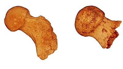 İnsan Ataları, 2 Milyon Yıl Öncesine Kadar Düzenli Olarak Ağaçlara Tırmanıyordu!