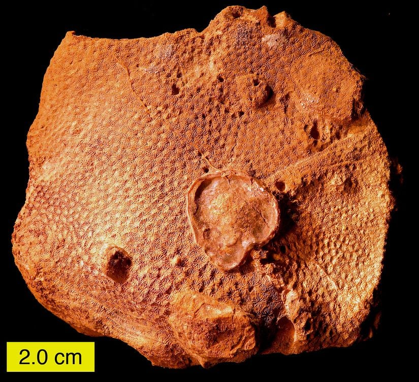 İsrail'in Makhtesh Gadol bölgesinden çıkarılmış, 166 milyon yıl öncesine ait bir resif fosili. Burada yeniden kristalleşme görülüyor (aragonit, kalsite dönüşmüş).