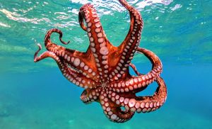 Octopus Adhesive Technology Mimics Nature's Grip