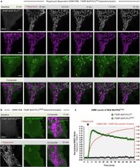 Acute diacylglycerol production activates critical membrane-shaping proteins leading to mitochondrial tubulation and fission - Nature Communications