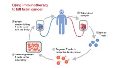 Kanser Tedavisinde İmmünoterapinin Geleceği