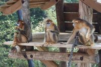 Zoo de Beauval : Jindou, Jinbao et Jinhua, les singes dorés dévoilés devant des centaines de visiteurs