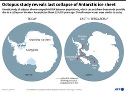 Antarktika Ahtapot DNA'sı Buz Tabakasının Çöküşünün Düşünülenden Daha Yakın Olduğunu Ortaya Koyuyor.