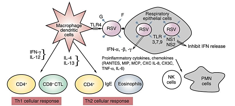 RSV'ye erken doğuştan ve adaptif bağışıklık tepkisi.