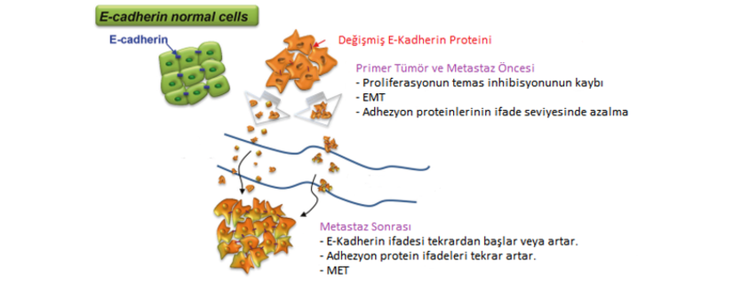 E-Kadherin ifadesi metastaz öncesi ve sonrasında değişiklik gösterir.