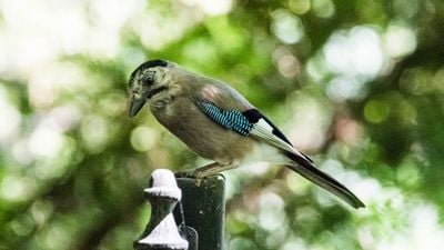 Alakarga (Garrulus glandarius)