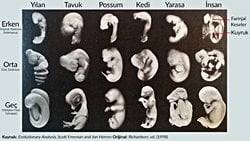 Evrimin Embriyolojik Kanıtları Nelerdir?