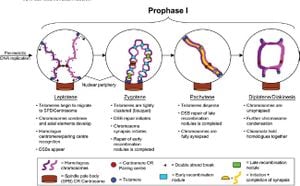 Breaking Down Chromosome Pairing During Meiosis: The Roles Of BRA-2 And HIM-17