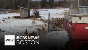 Massachusetts Bird Flu Outbreak Raises Public Concern