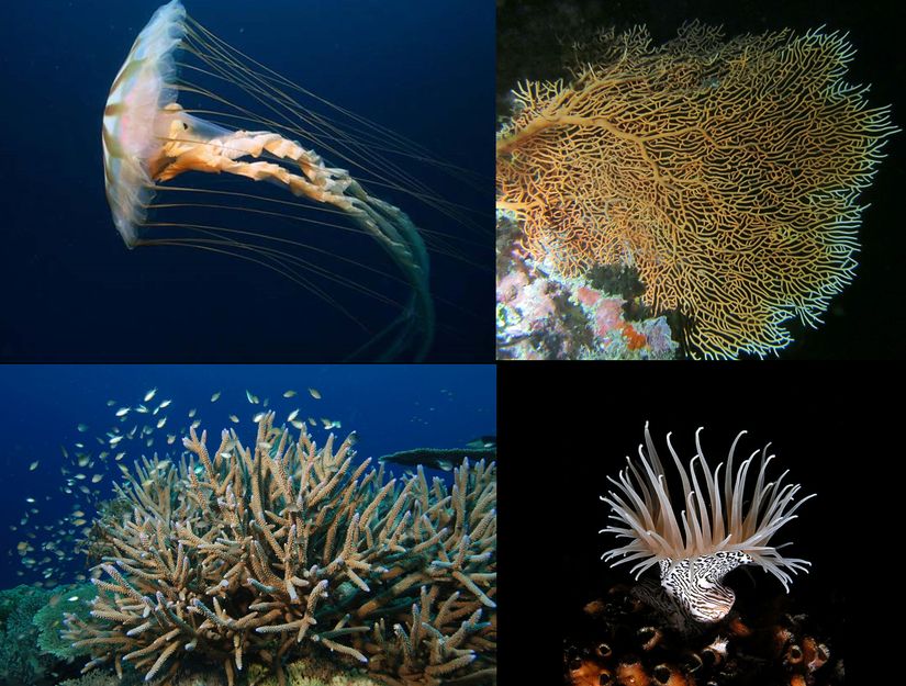 Cnidaria üyelerinin bazıları.