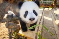 Erste Outdoor-Abenteuer für die Panda-Zwillinge