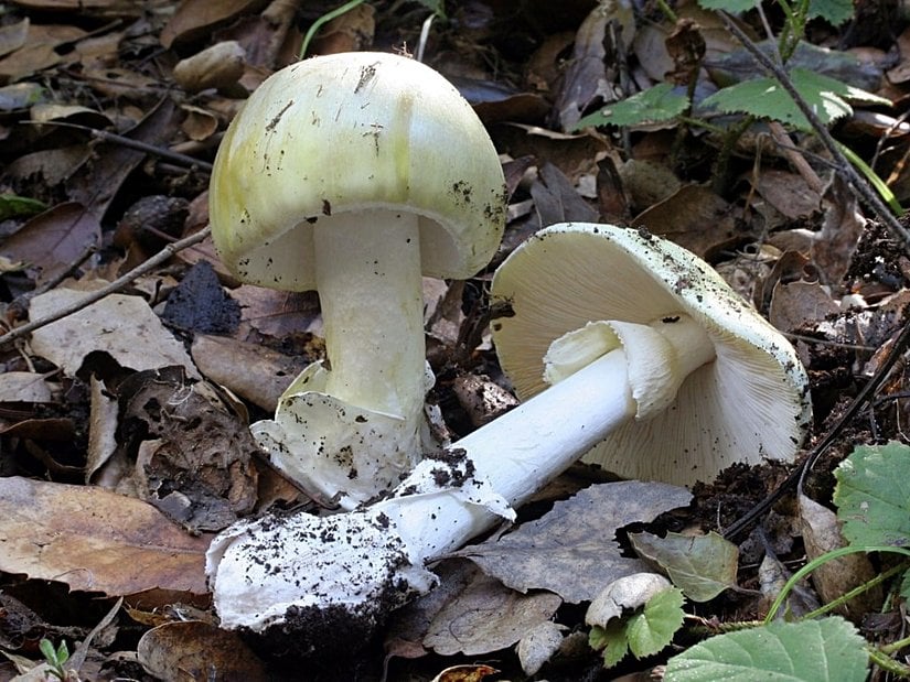 Halk arasında köygöçüren mantarı, evcikkıran veya ölüm meleği adlarıyla bilinen Amanita phalloides, her ne kadar bazı hayvanlar tarafından sorunsuzca yenilebilmekte ise de insanlar için kesinlikle öldürücüdür.