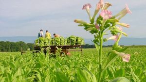 Whole Genome Resequencing Reveals Plant Height Genes In Tobacco