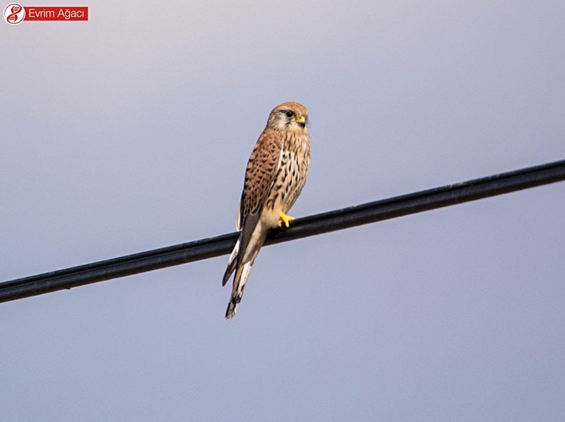 Eskişehir/Mihalıççık yolu üzerindeki bir dişi.