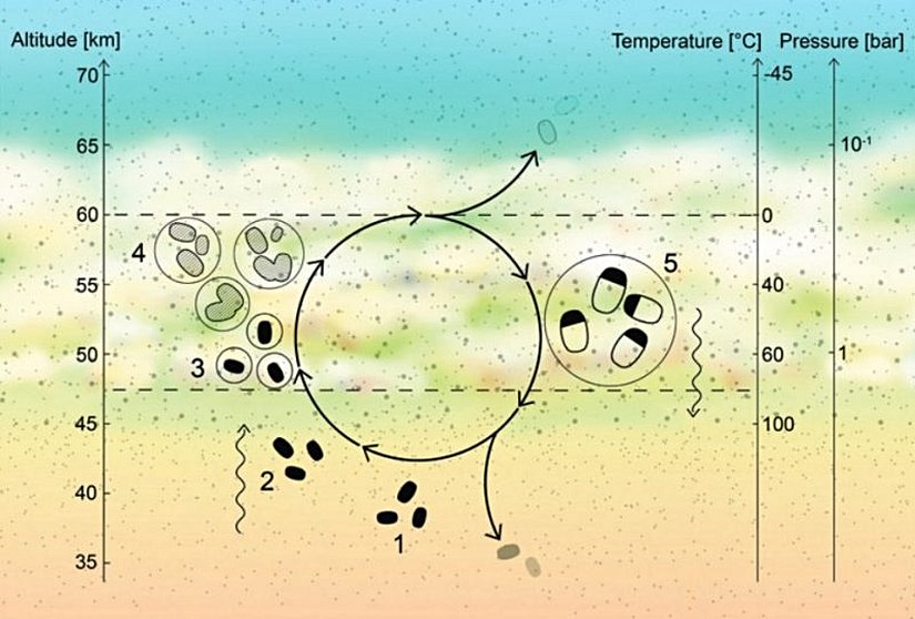 Venüs atmosferindeki organizmalar için olası bir yaşam döngüsü. (1) Dehidre olmuş mikroplar, Venüs atmosferinin alt tabakalarında vejetatif bir durumda yaşıyor olabilir. (2) Bunların sporları, yükselen akımlarla daha yaşanabilir bulut katmanlarına taşınabilir. (3) Sıvıyla enkapsüle olan sporlar, metabolik olarak aktif hale geçebilir. (4) Bu mikroplar bölünürler ve damlacıklar, koagülasyon yoluyla büyürler. (5) Damlacıklar yeterince büyüyünce, atmosfer içinde batmaya başlarlar ve aşağılara indikçe artan sıcaklıklar dolayısıyla buharlaşırlar. Bu durum, mikropları sporlara dönüşmeye zorlar ve bunlar, en baştaki gibi alt katmanlarda vejetatif halde bekler.