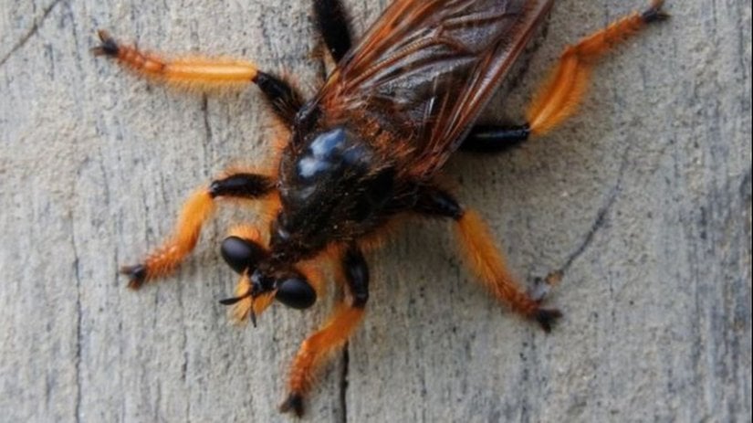 Fas suikastçi sineği (Pogonosoma maroccanum)