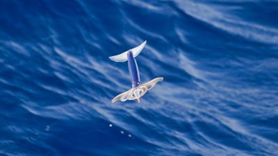 Uçan Mürekkep Balıkları!