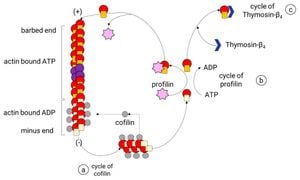 Unlocking N. Fowleri's Secrets: Cloning Nf-Profilin Reveals Interaction With Nf-Actin