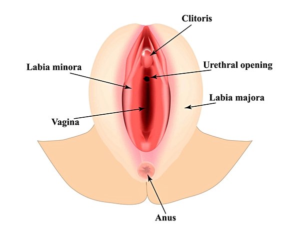 Vulva anatomisi