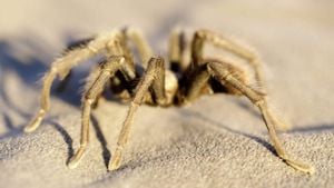 Homeowners Gear Up To Battle Rat-Sized Spiders