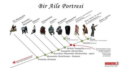 İnsansıların Evrimi: Hominoidea, Hominidae, Homininae, Hominini, Hominina ve Homo (sapiens)