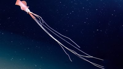 Derin Denizlerin Gizemli Sakinleri: Koca Yüzgeçli Mürekkep Balıkları