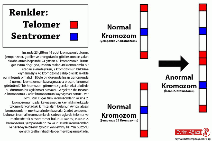 Kromozom kaynaşmasını gösteren şema...