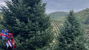 North Carolina Christmas Tree Farms Shine After Hurricane Helene